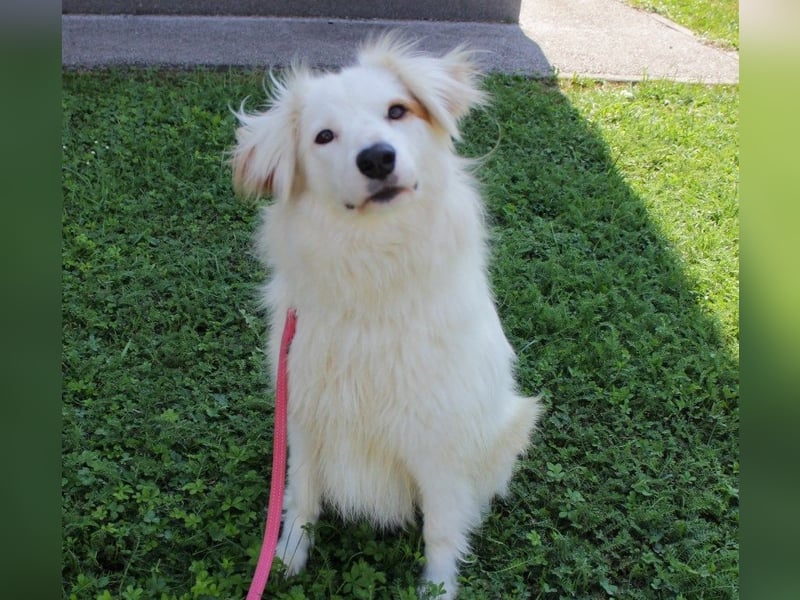 Latica: Sucht ein Zuhause