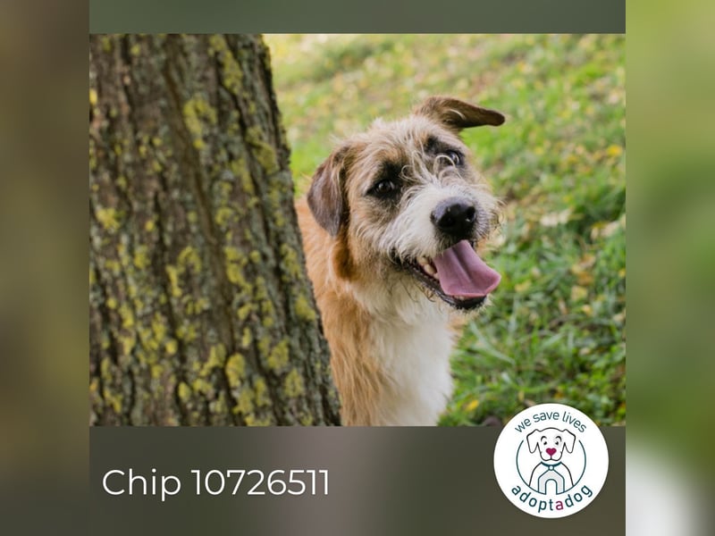 Chip 10726511: Hundekind sucht ein Zuhause