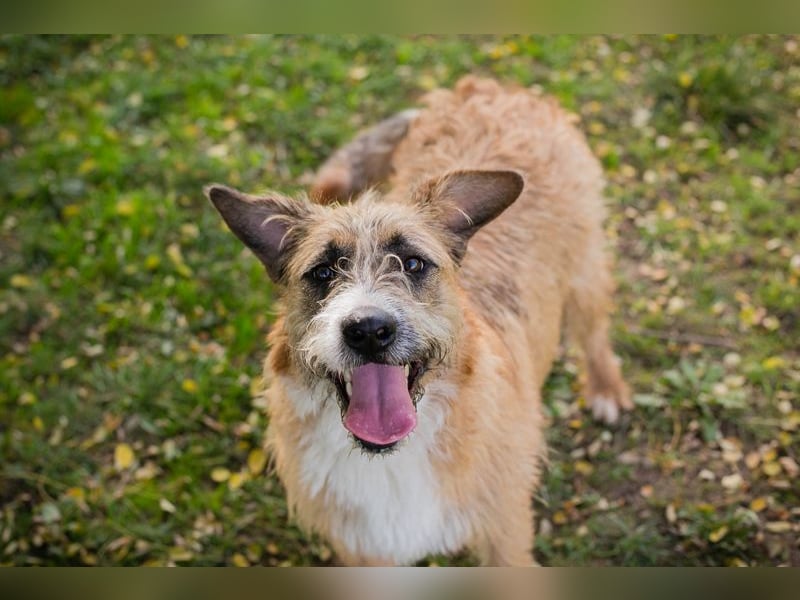 Chip 10726511: Hundekind sucht ein Zuhause