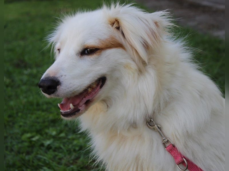 Latica: Sucht ein Zuhause