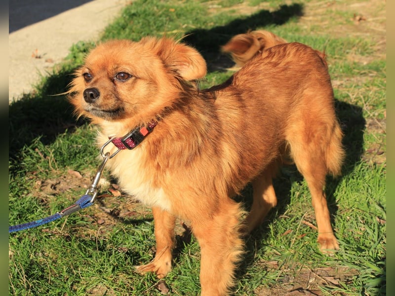 Tika: Liebevolles Kämpferherz