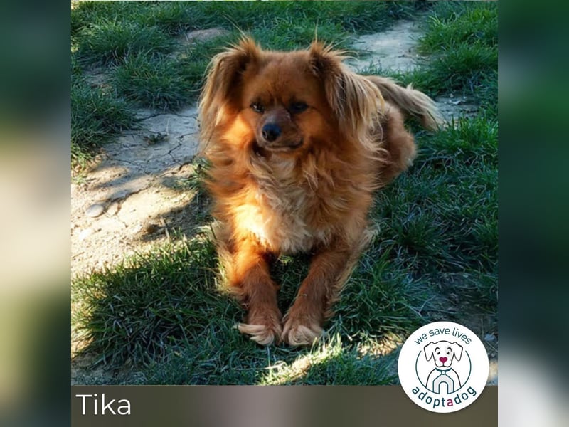 Tika: Liebevolles Kämpferherz