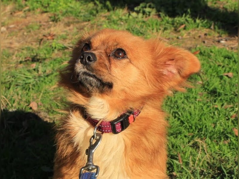 Tika: Liebevolles Kämpferherz