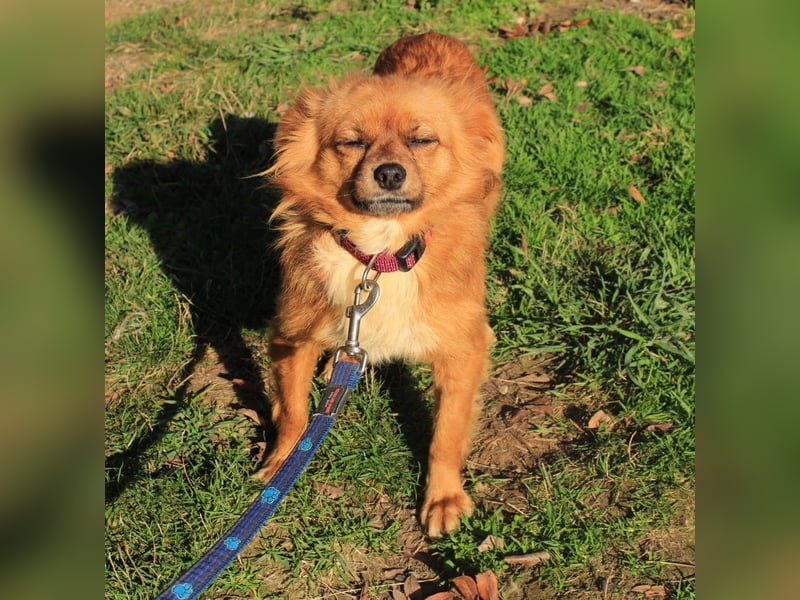 Tika: Liebevolles Kämpferherz