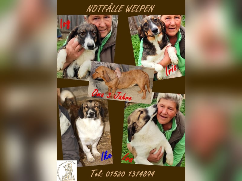 DRINGEND: Schlappohr-Welpen!