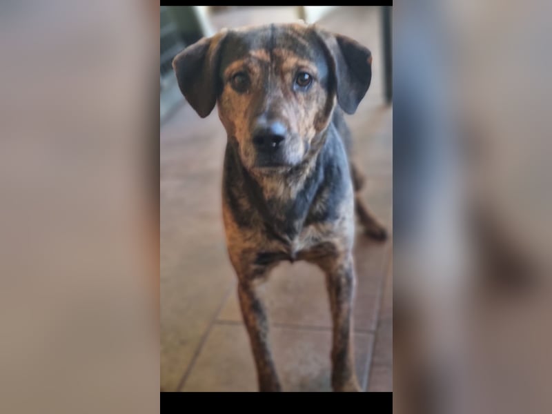 Hektor sucht sein Platz für immer!