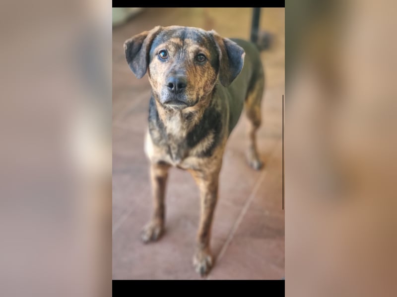 Hektor sucht sein Platz für immer!