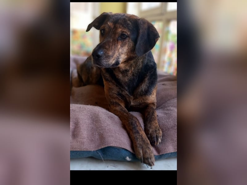 Hektor sucht sein Platz für immer!