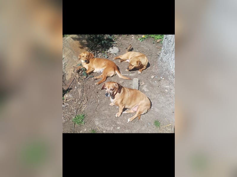 Barka sucht  ihre traumfamilie
