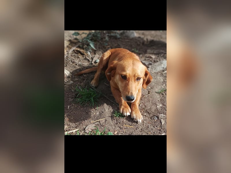 Barka sucht  ihre traumfamilie