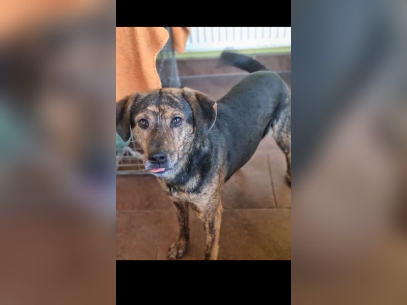 Hektor sucht sein Platz für immer!