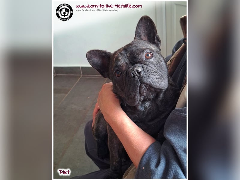 Kleiner Sonnenschein Piet sucht sein Körbchen