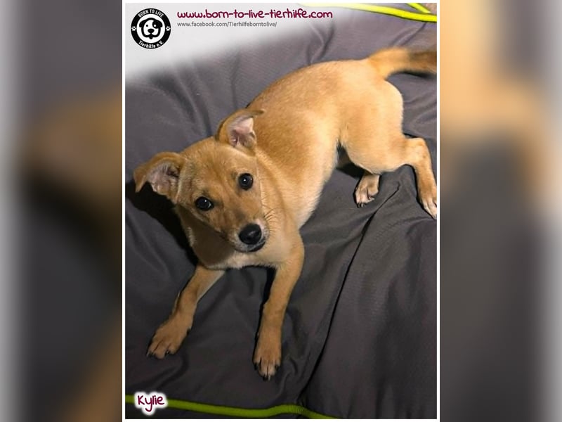 Kleine Kylie auf der Suche nach ihrem Zuhause