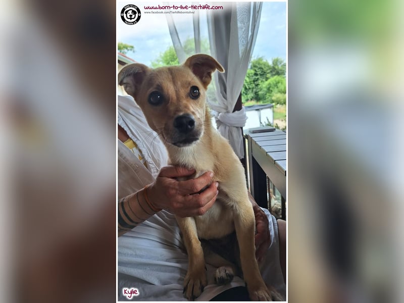 Kleine Kylie auf der Suche nach ihrem Zuhause