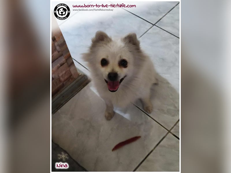 Hübsche Nina sucht ein Zuhause
