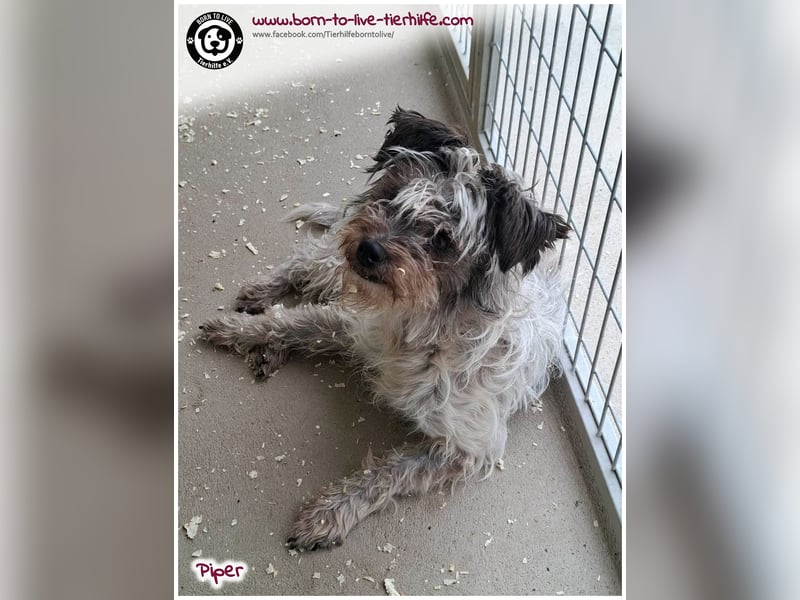 Wuschel Piper sucht ein Zuhause für immer