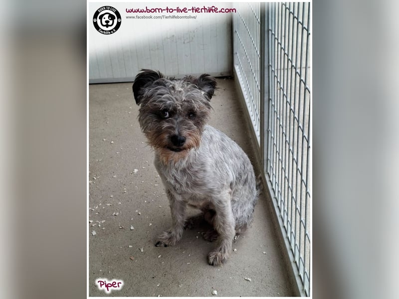Wuschel Piper sucht ein Zuhause für immer