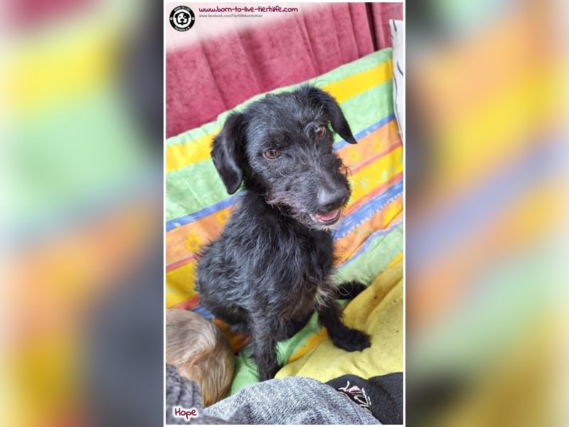 Dreibeinchen Hope sucht liebes Zuhause