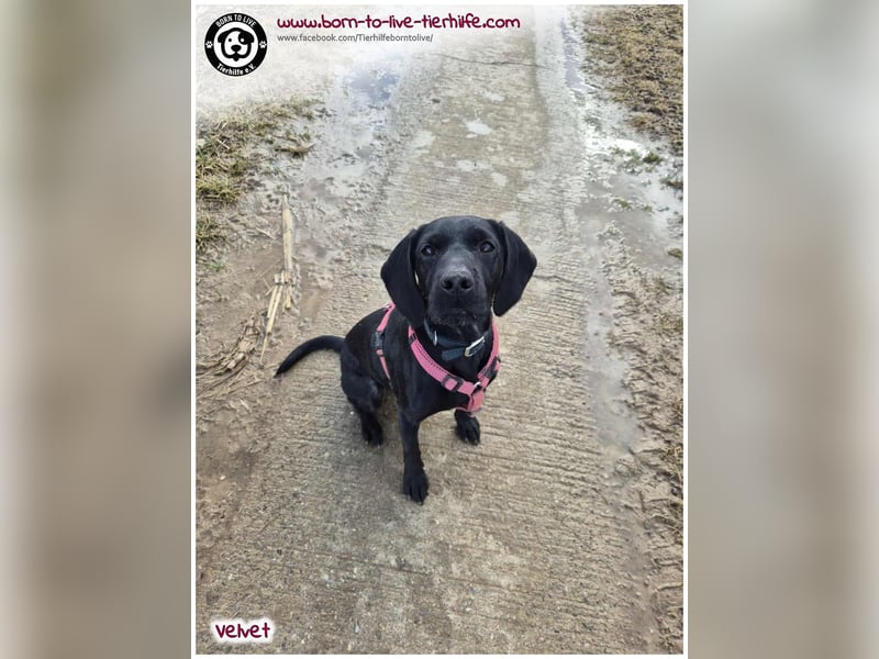 Velvet sucht ein neues Zuhause