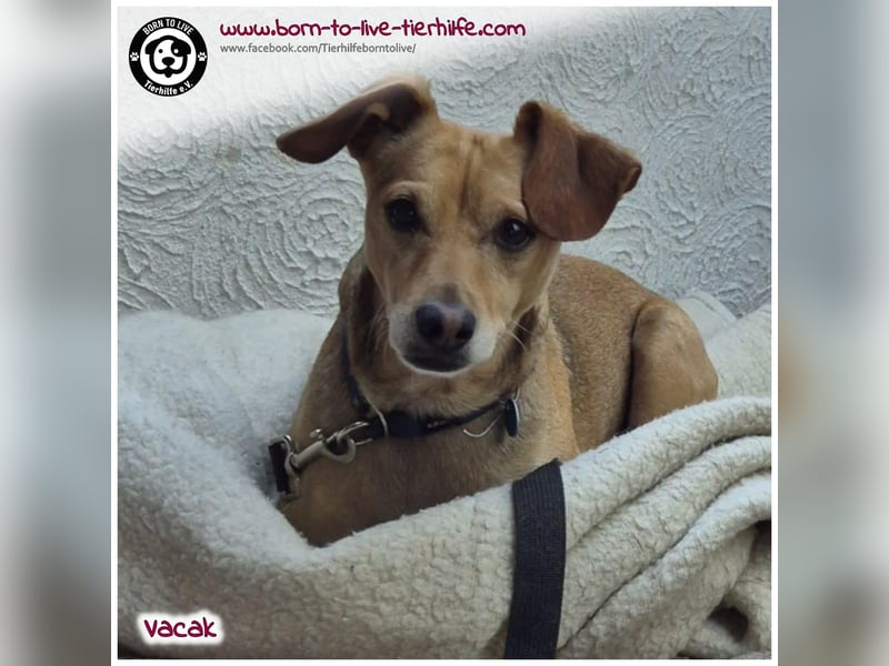 VACAK sucht ein Zuhause