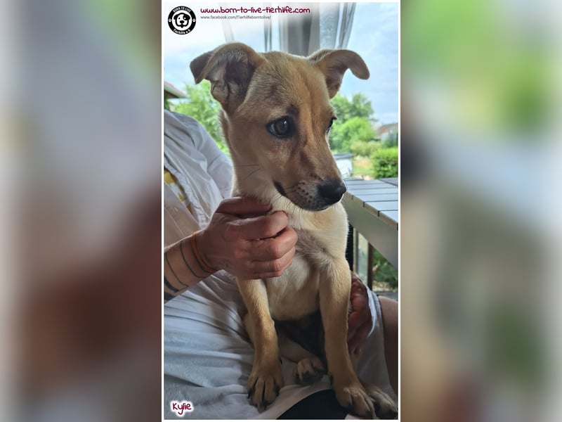 Kleine Kylie auf der Suche nach ihrem Zuhause