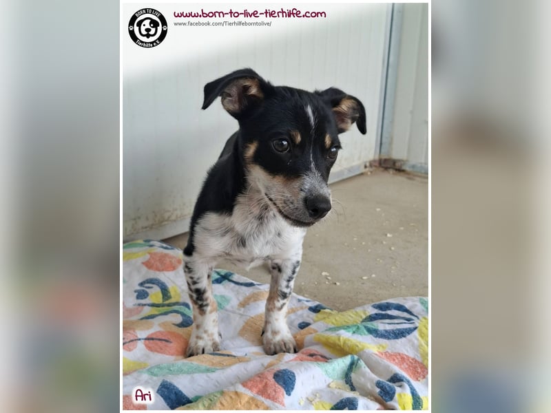 Der kleine Ari sucht ein warmes Körbchen