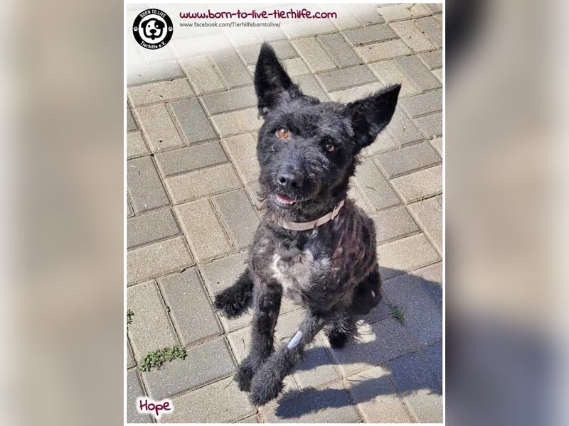 Schönes Einzelplätzchen für HOPE gesucht