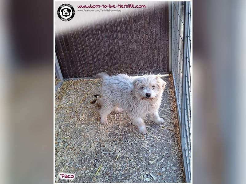 Wuschelchen Paco auf der Suche nach seinen Menschen