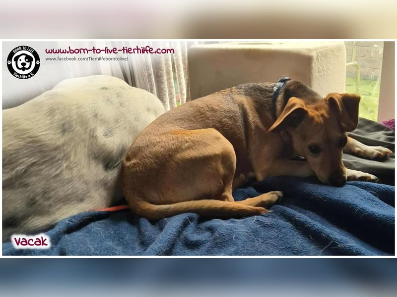 VACAK sucht ein Zuhause