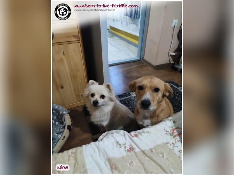 Hübsche Nina sucht ein Zuhause