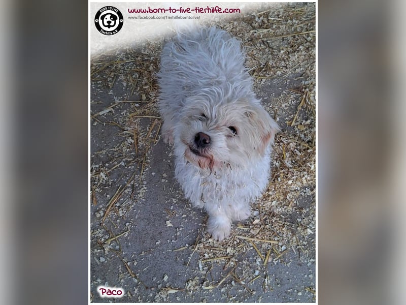 Wuschelchen Paco auf der Suche nach seinen Menschen