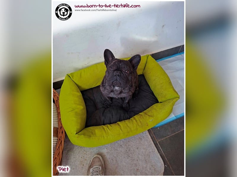 Kleiner Sonnenschein Piet sucht sein Körbchen