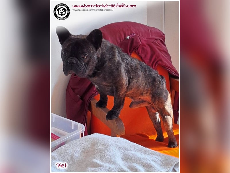 Kleiner Sonnenschein Piet sucht sein Körbchen