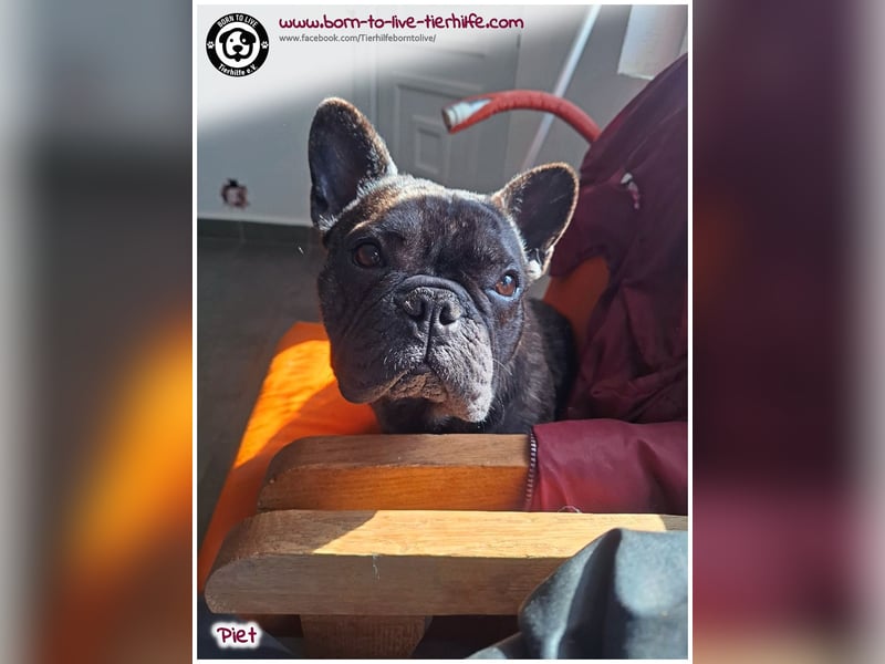 Kleiner Sonnenschein Piet sucht sein Körbchen