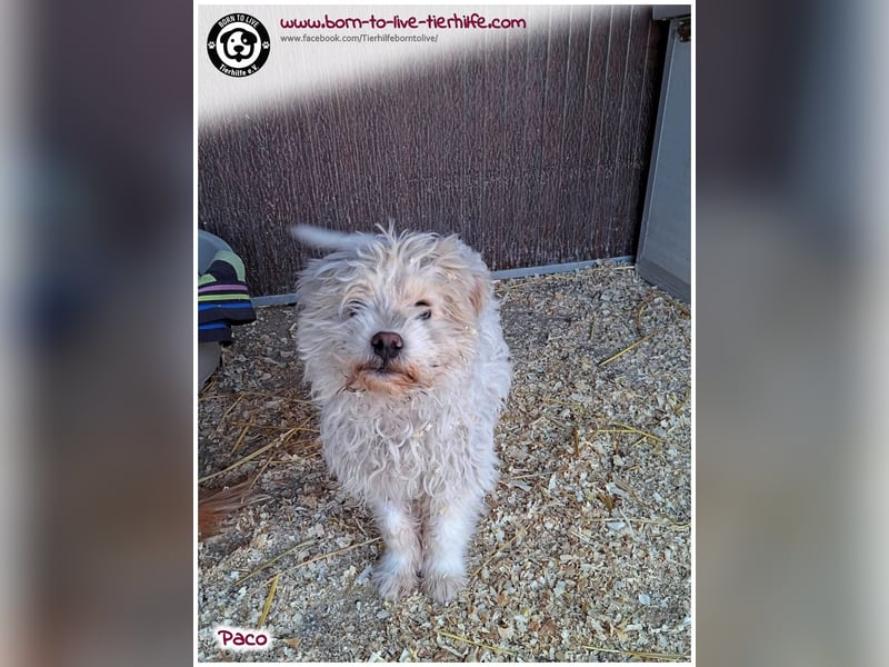Wuschelchen Paco auf der Suche nach seinen Menschen