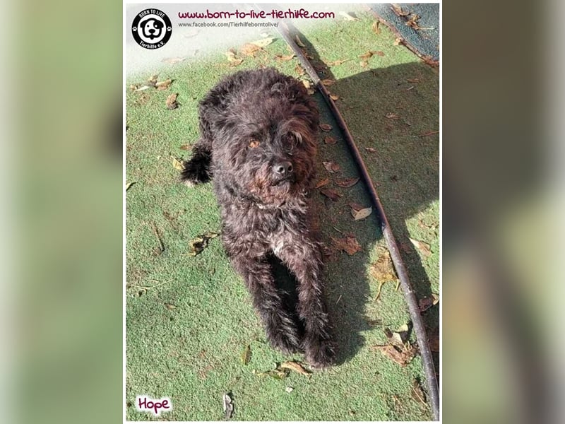 Schönes Einzelplätzchen für HOPE gesucht