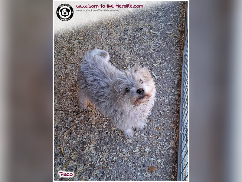 Wuschelchen Paco auf der Suche nach seinen Menschen