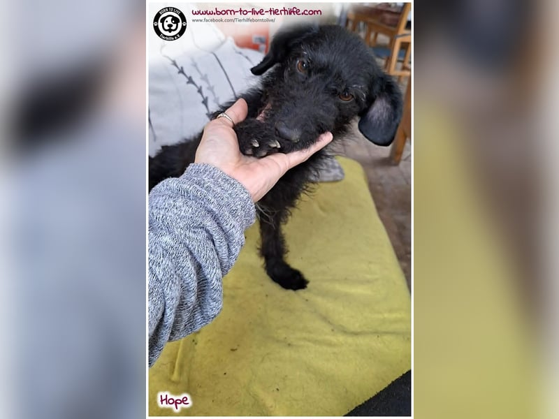 Dreibeinchen Hope sucht liebes Zuhause