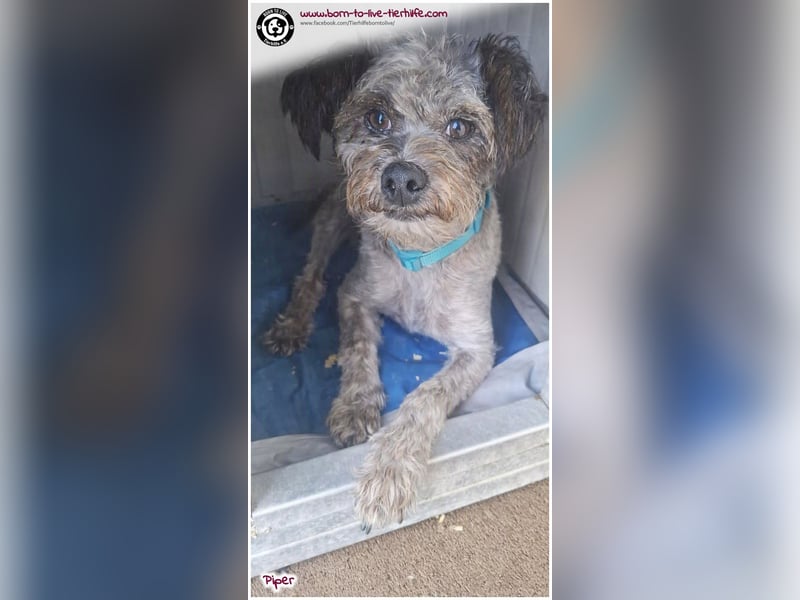 Wuschel Piper sucht ein Zuhause für immer