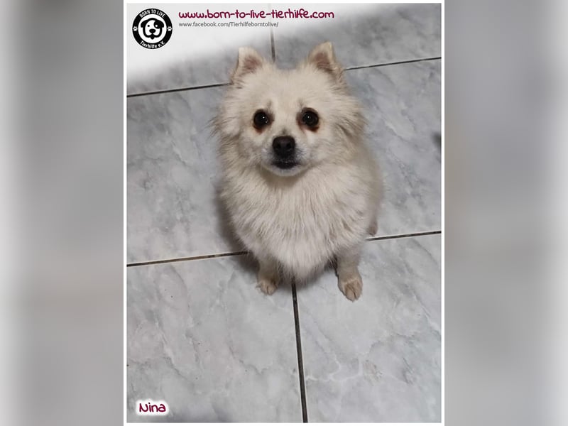 Hübsche Nina sucht ein Zuhause