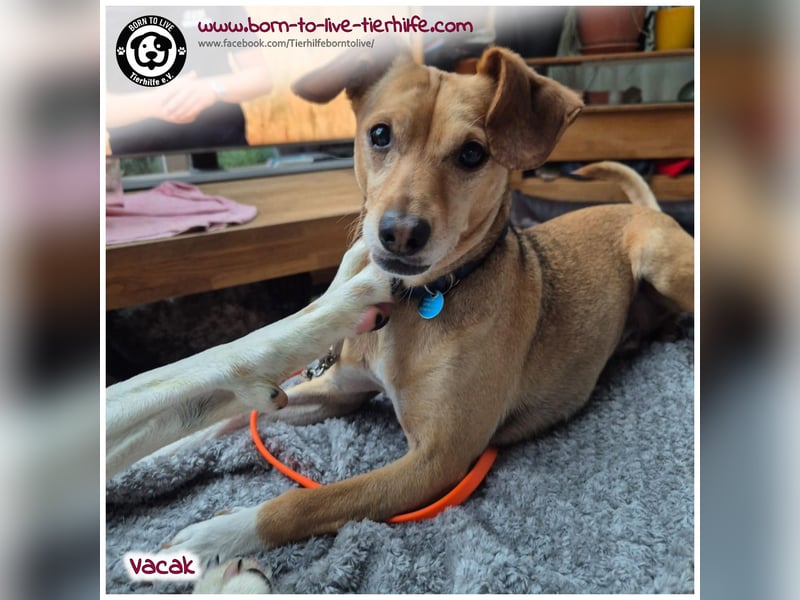 VACAK sucht ein Zuhause