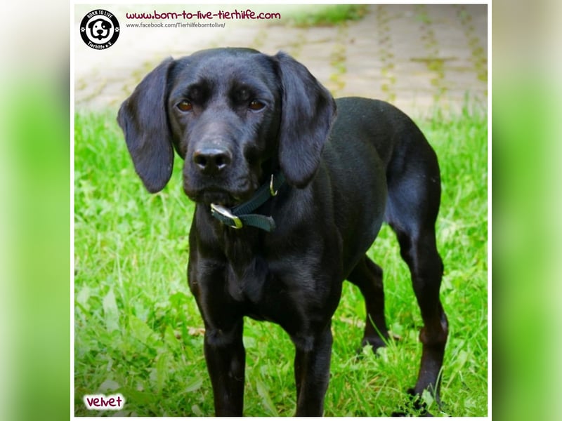 Velvet sucht ein neues Zuhause