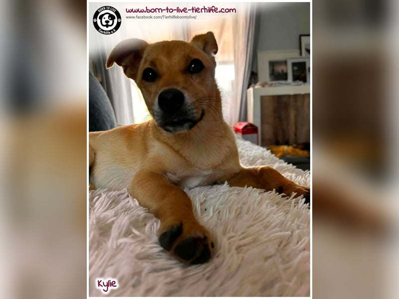 Kleine Kylie auf der Suche nach ihrem Zuhause