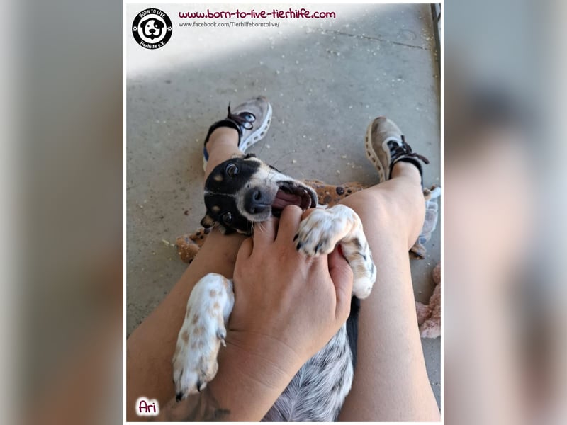 Der kleine Ari sucht ein warmes Körbchen