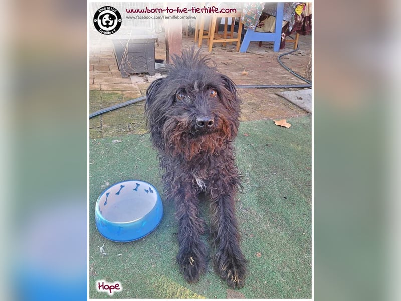 Schönes Einzelplätzchen für HOPE gesucht