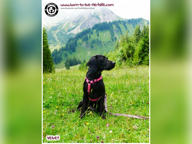 Velvet sucht ein neues Zuhause