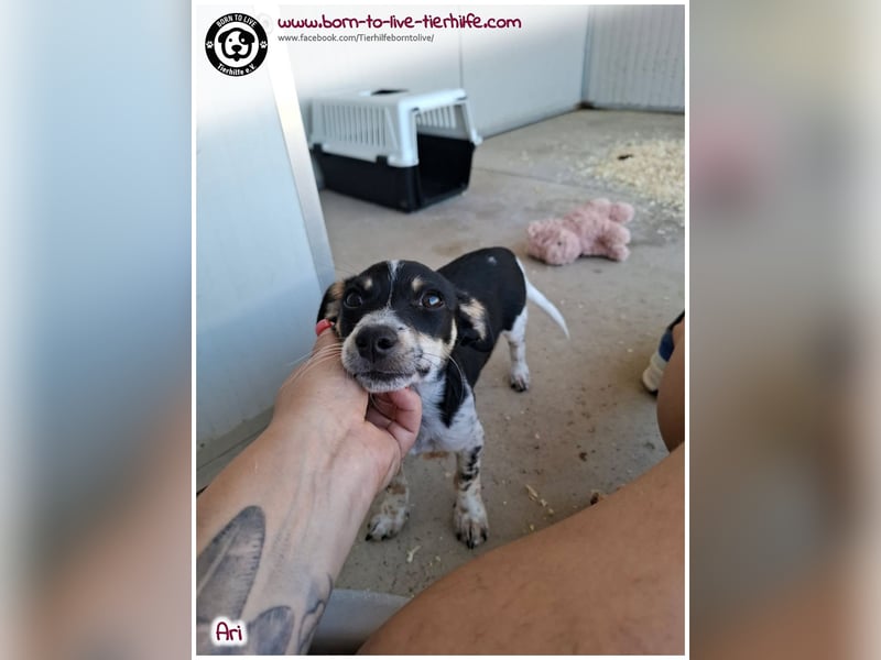 Der kleine Ari sucht ein warmes Körbchen