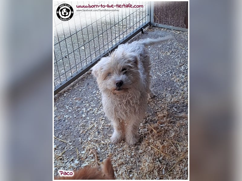 Wuschelchen Paco auf der Suche nach seinen Menschen