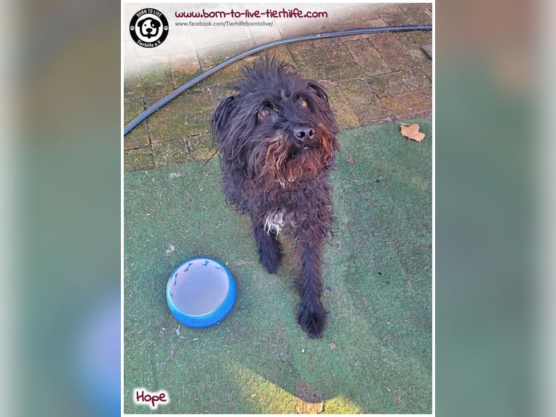 Schönes Einzelplätzchen für HOPE gesucht