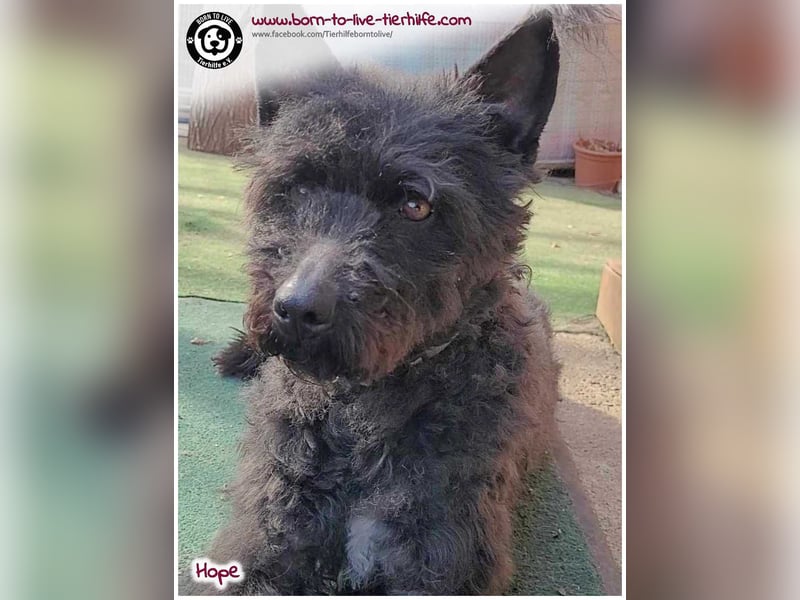 Schönes Einzelplätzchen für HOPE gesucht